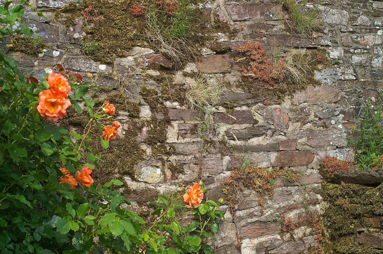 Burg Arras Alf